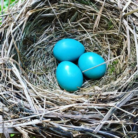 Nest with eggs Stock Photo | Adobe Stock