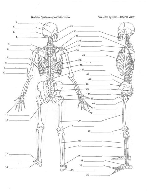 anatomy labeling worksheets - Google Search | Anatomy and physiology ...