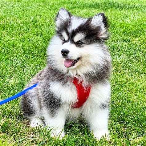 Pomsky Puppies For Sale | Exclusive Designer Puppies