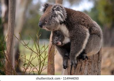 Koala Pouch Photos, Images and Pictures