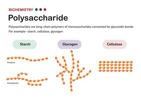 le diagramme biochimique présente la structure d'un polysaccharide tel que l'amylose d'amidon et ...