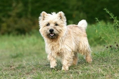 Cairn Terrier [Ultimate Guide: Health, Personality & More]