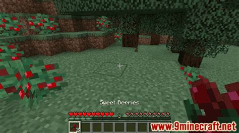 Sweet Berries - Wiki Guide - 9Minecraft.Net