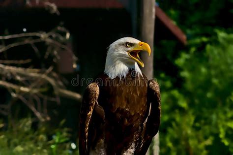 A Bald Eagle Opens Its Beak and Screeches. Stock Photo - Image of bird, birds: 183941812