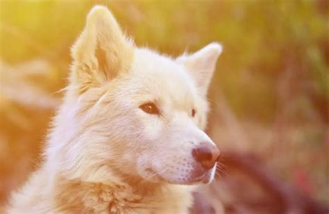 Samoyed Husky Mix - An Amazing Fluffy Friend That Will Make Your Day