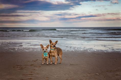 Dog Friendly Salisbury Beach MA | Pant the Town Photography