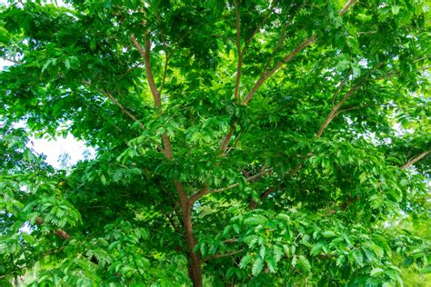 5 Types of Native Florida Trees For Your Yard – The Palms Tree Service, Inc.