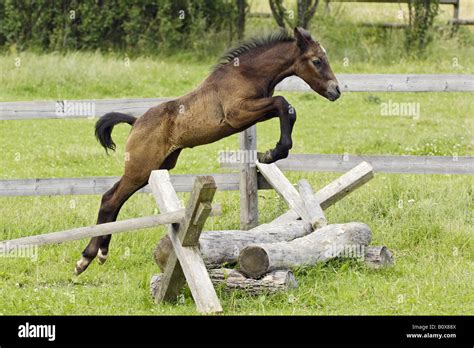 Connemara pony foal - jumping Stock Photo - Alamy