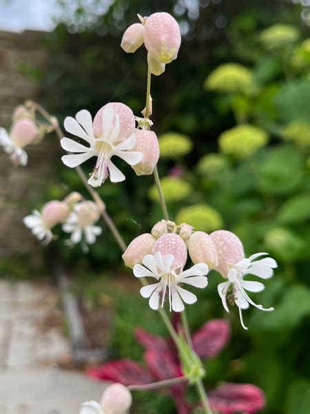 Silene Vulgaris ‘Bladder Campion’ Cut Flower Seeds | Quality Seeds from ...