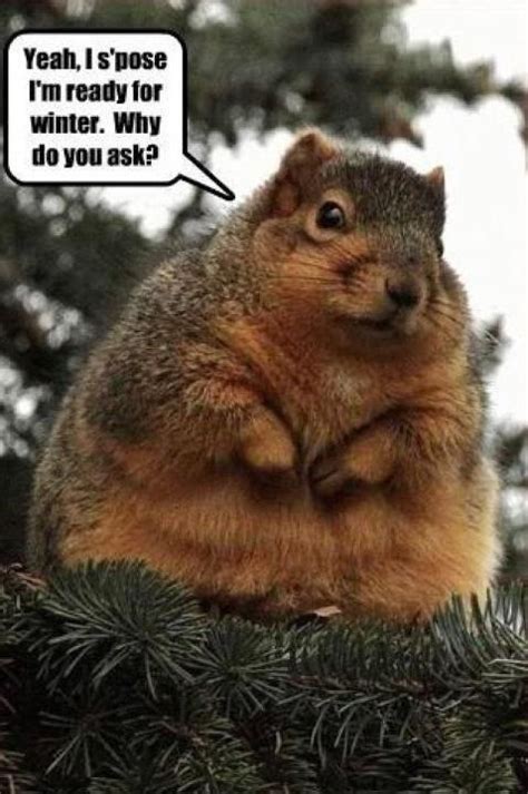 Is this squirrel ready for winter humor? | Winter Humor: It Sno Joke! | Pinterest | Humor, Happy ...