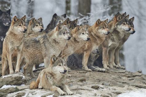 Pack of 15 Wolves vs. Pack of 12 Hyenas - Who wins? | Sherdog Forums ...