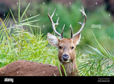 Buck barasingha hi-res stock photography and images - Alamy