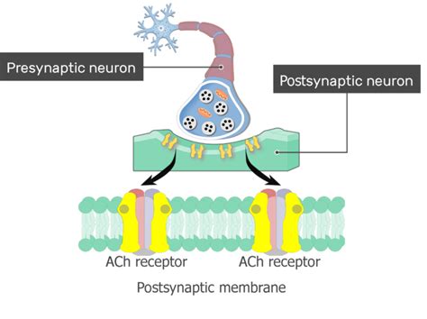 Acetylcholine Receptors | GetBodySmart