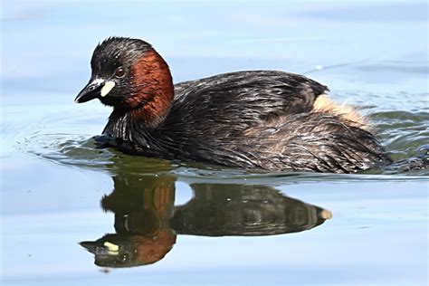 Little Grebe by Fausto Riccioni - BirdGuides