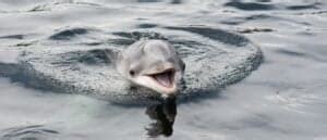 Dusky Dolphin Animal Facts | Lagenorhynchus obscurus - AZ Animals