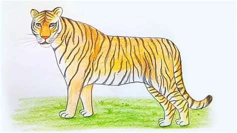 Drawing National Animal Of India The bengal tiger the asiatic lion