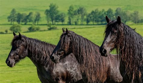 Large Black Horse Breeds - Helpful Horse Hints