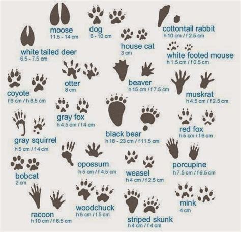 Animal Tracks - Common Sense Evaluation