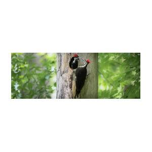 Pileated Woodpecker - Mother and Chick 11 OZ Mug Photograph by J H Clery - Fine Art America