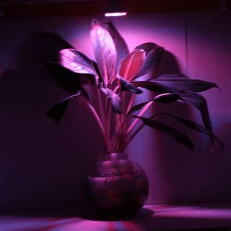 LED bulb 7W - lighting for plants | Cool Mania