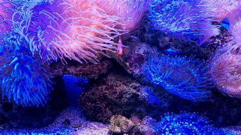 What is a Sea Anemone? - Blue Reef Aquarium