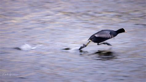 10 Tips for Successful Panning Photography – Seriously Photography