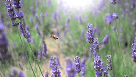 Premium Photo | Lavender fields bloom in hokkaido japan for relaxing in summer or spring