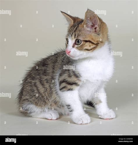 Tabby kitten white chest sitting hi-res stock photography and images - Alamy