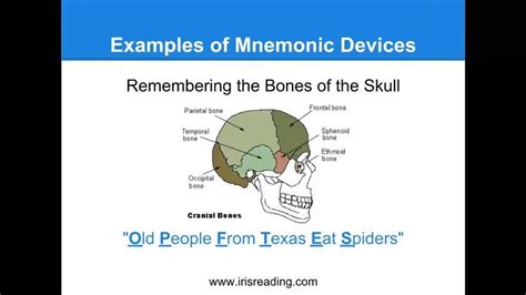Mnemonic device: How to remember the bones of the skull (OLD PEOPLE FROM TEXAS EAT SPIDERS ...