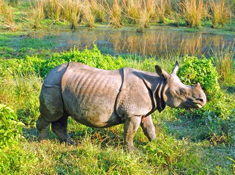 Chitwan National Park Tour - 6 Days | Extollo Adventures