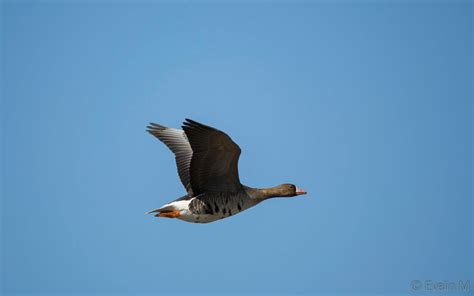 Beautiful Greater White-fronted Goose Flying - Etsy