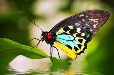 What Is a Queen Alexandra's Birdwing Butterfly