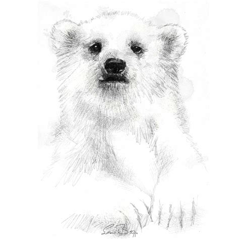 Original Polar bear cub sketch | SeanBriggs | Polar bear drawing, Polar bear, Polar bear tattoo