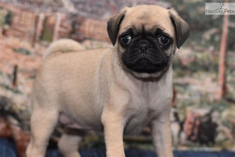 Pug puppy for sale near Lancaster, Pennsylvania. | 10057832-50a1