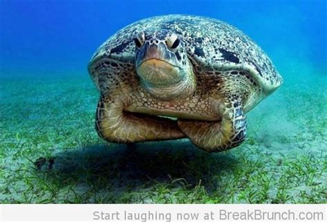 WOW! - Green Sea Turtles