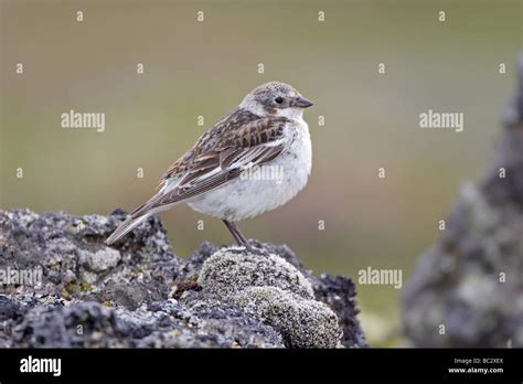 Female Snow Bunting in breeding plumage Stock Photo - Alamy