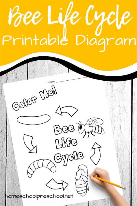 Free Printable Honey Bee Life Cycle Diagram