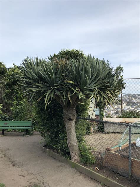 Canary Islands dragon tree - rare sight in SF! — San Francisco Trees