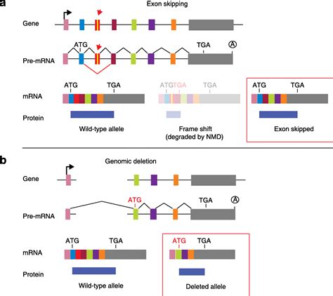 Unexpected consequences: exon skipping caused by CRISPR-generated mutations | SpringerLink