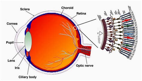 How Does the Human Eye Work? - Ency123