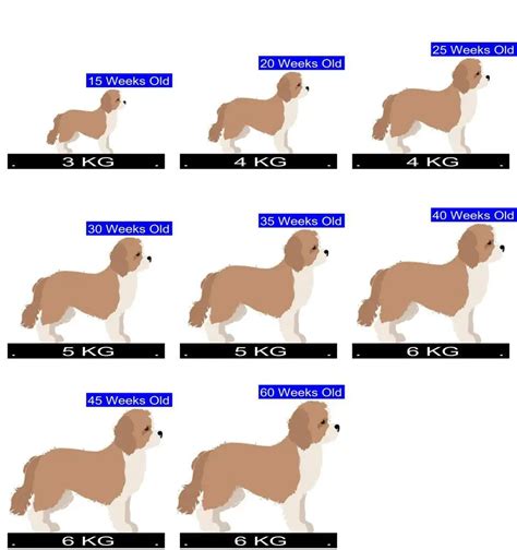 Cavapoo Growth Chart. Cavapoo Weight Calculator.