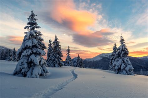 Dramatic wintry scene with snowy trees. Stock Photo by ivankmit | PhotoDune