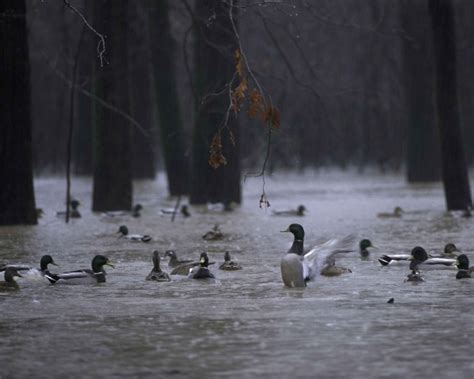 Bristol Weekly Weather Forecast - Lovely weather for ducks