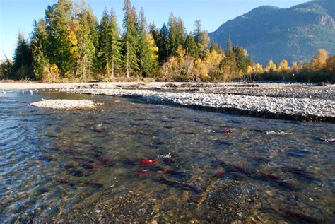 What happened to this year’s salmon run? | Shuswap Passion