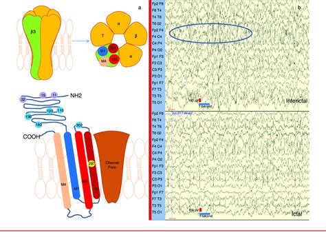 (a) Top: Schematic diagram of the gamma-aminobutyric acid type A (GABA... | Download Scientific ...