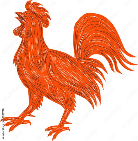 Chicken Rooster Crowing Drawing Stock Vector | Adobe Stock