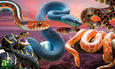 Colorful Snake Species