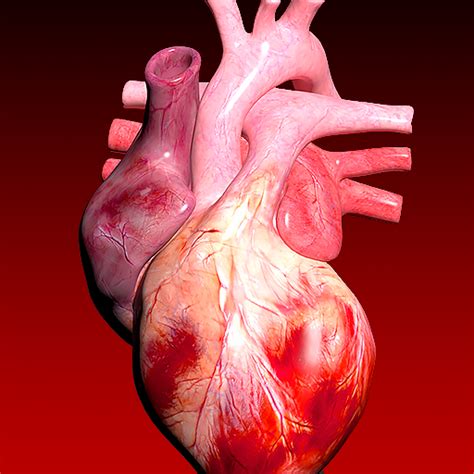 Circulatory System 3D Anatomy - Apps on Google Play