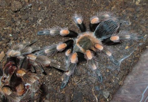 Brachypelma hamorii Tesmoingt, Cleton & Verdez, 1997 _2 | Arachnoboards