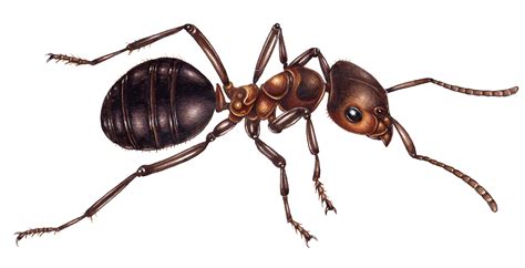 Worker ant Formica aquilonia Scottish wood ant - Lizzie Harper